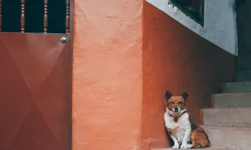 A dog waiting
