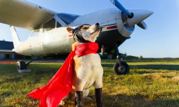 A Superhero Pup