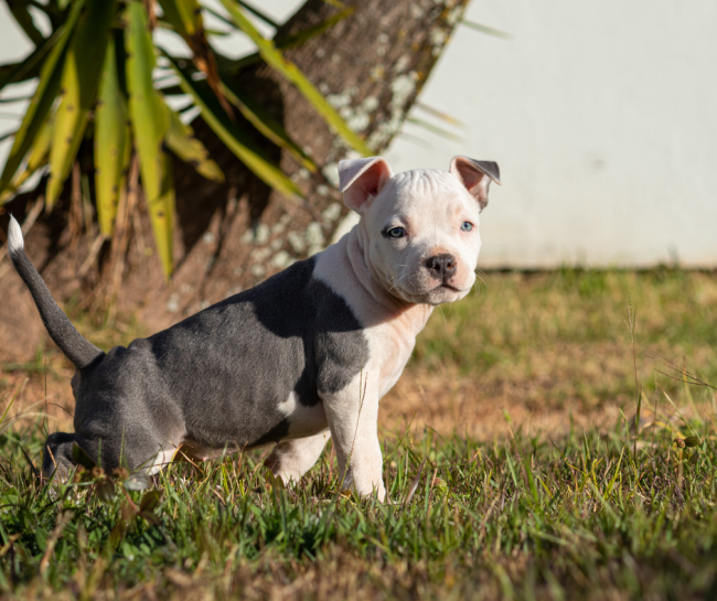 Puppy peeing on corner of pad online