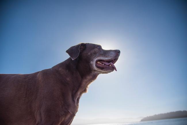 senior dog in the sun