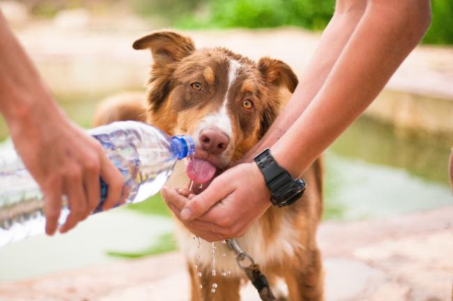 Dog drinking water from bottle