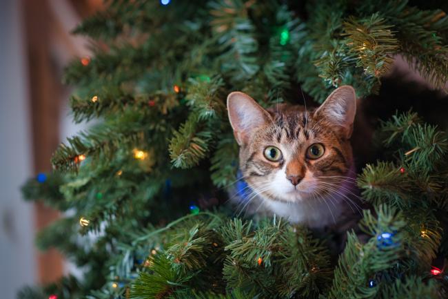 Kitten in Christmas tree