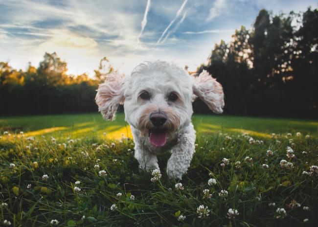 Spoodle in clover