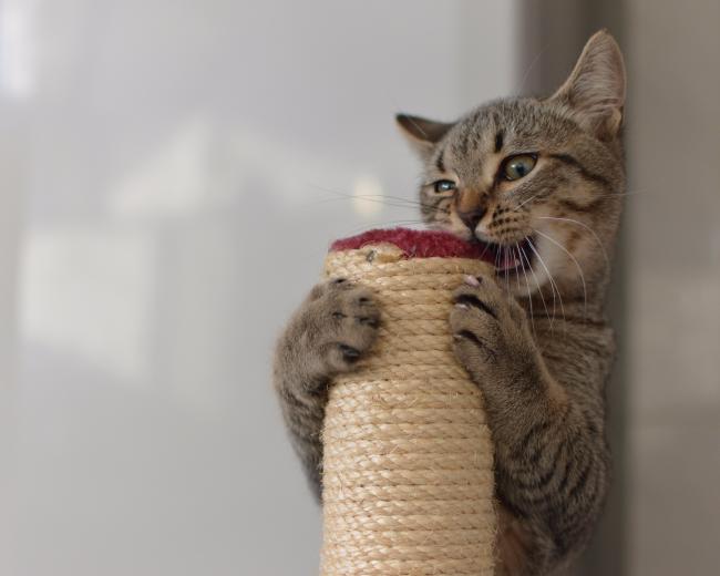 kitten op krabpaal