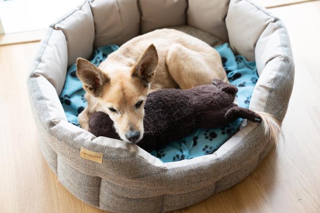 Dog in cosy bed
