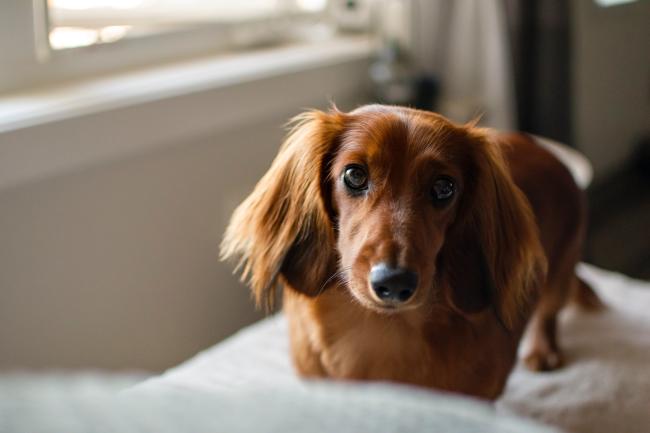 Dachshund