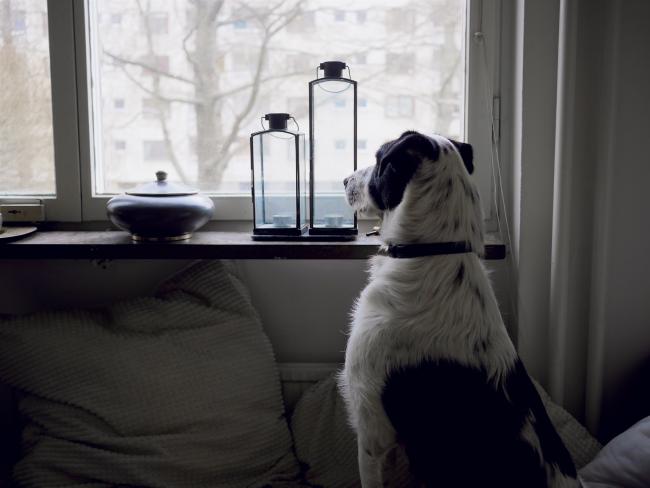 Dog waiting for owner