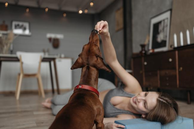 Dog sitter and dog