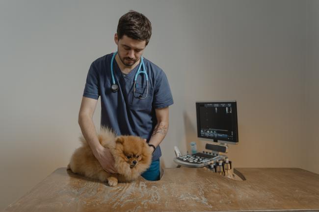 Puppy with veterinarian