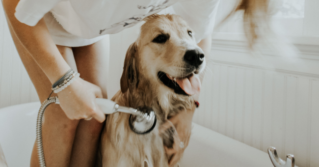 Golden retriever having a bath