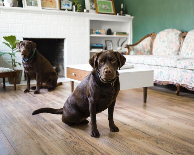 Chocolate labradors in living room