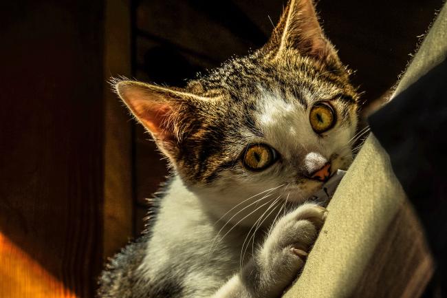 Scratching cat