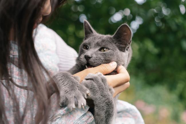 Cat and woman