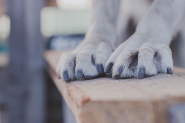 Dog paws