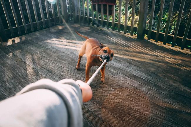 Dog playing tug-o-war
