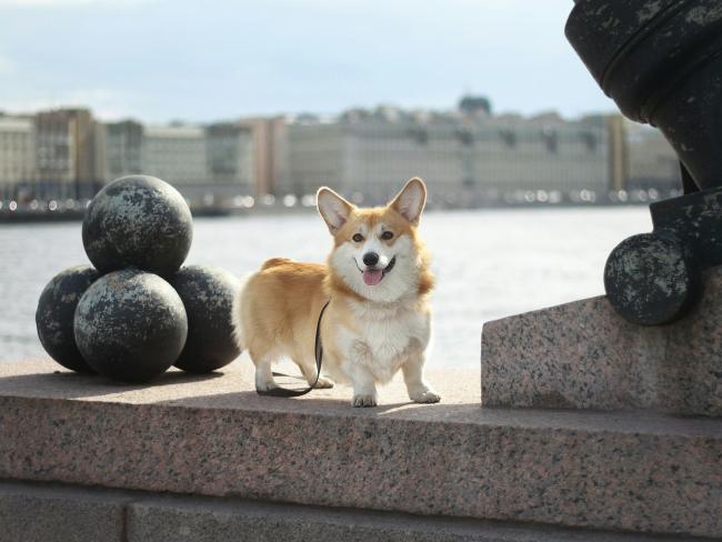 Corgi by the river