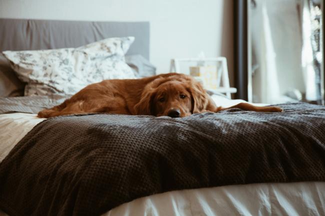 A dog rests on his owners bed