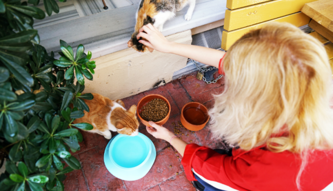blonde vrouw geeft twee rode katten eten