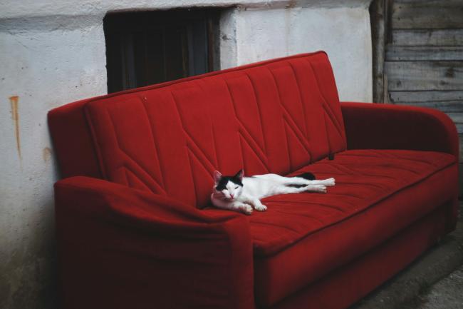 A cat lounging at home