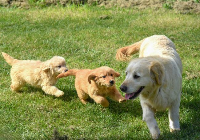 Doggy Daycare for when they need some extra attention
