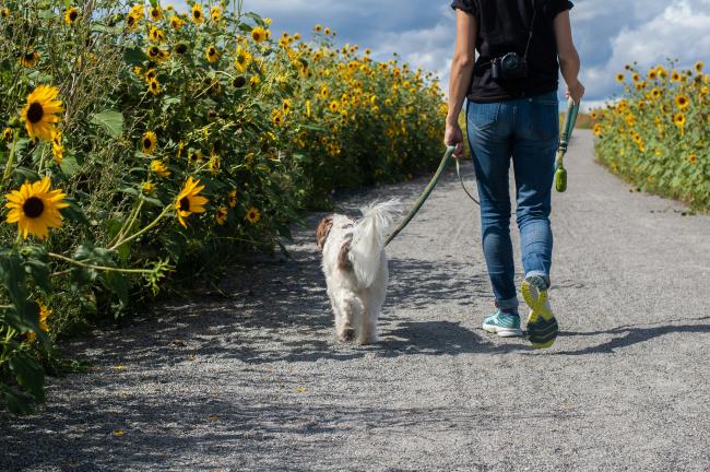 A dog being walked