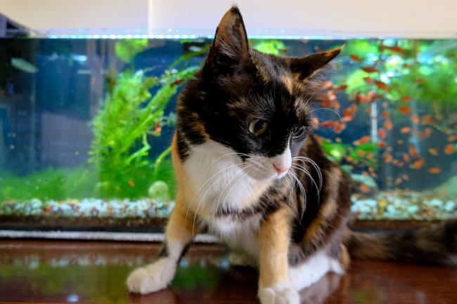 Home Visits are a great service for Cats or Fish